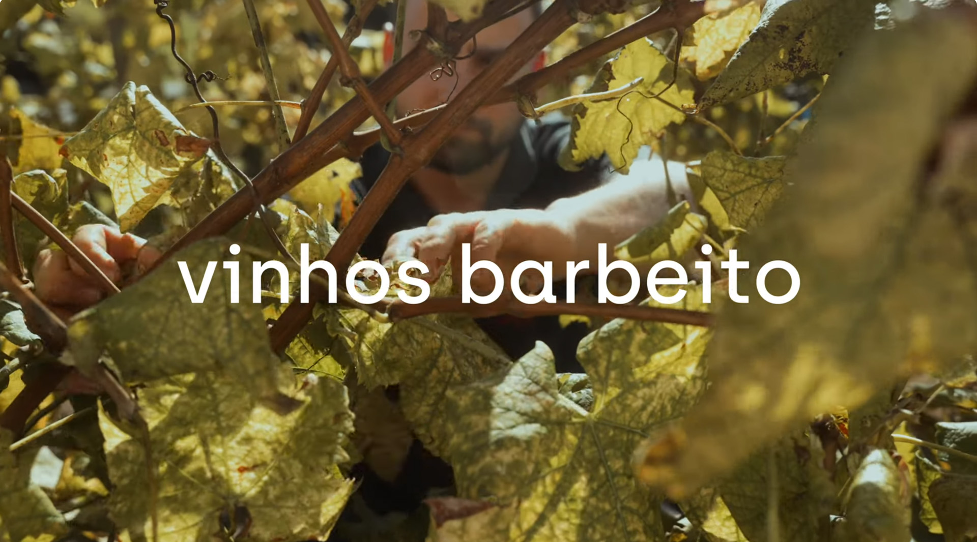 Vinhos Barbeito