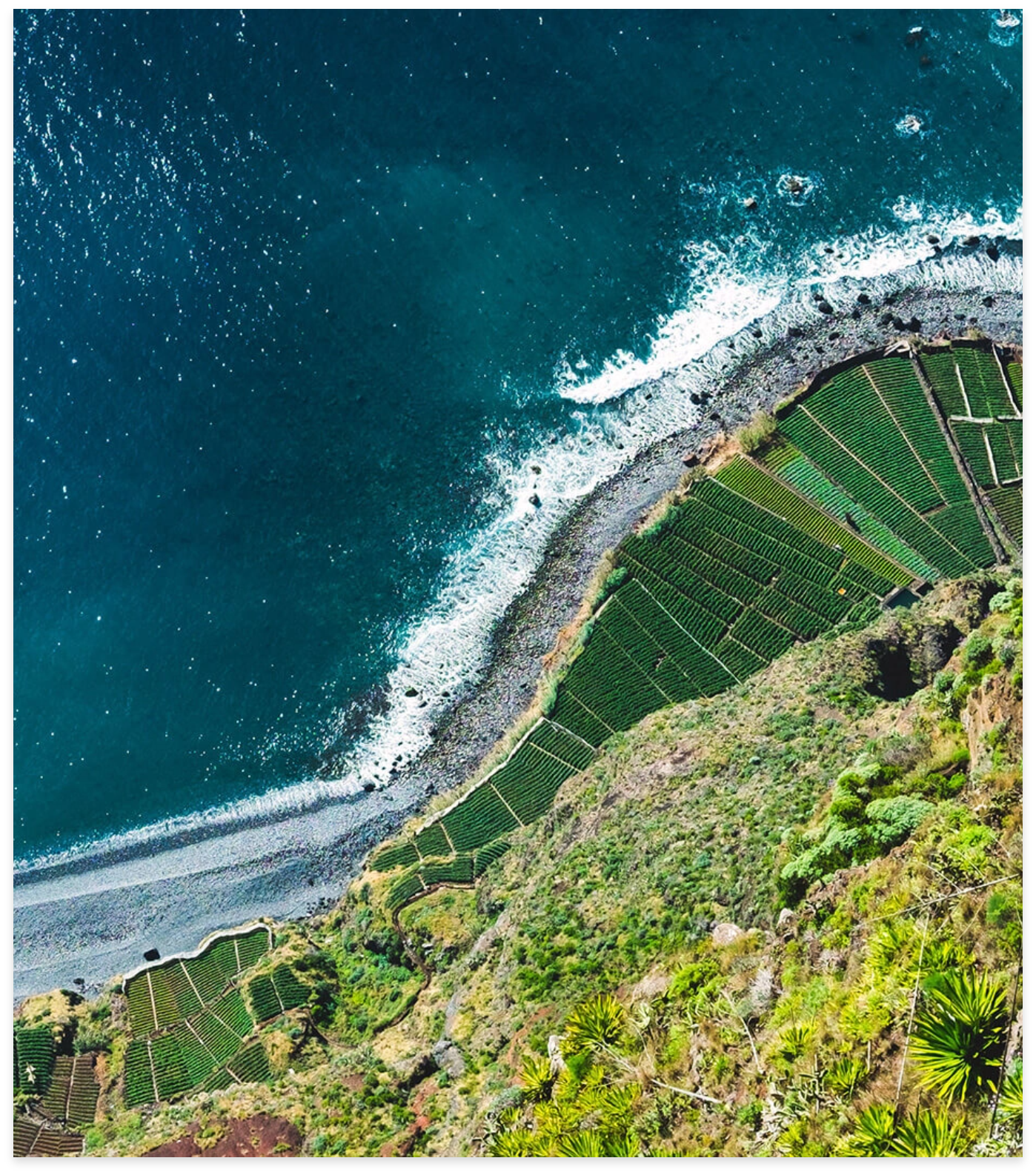 Paisagem de vinhas junto à costa da Madeira